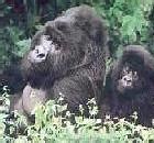Image result for Black Old Gorilla