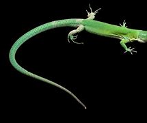 Image result for Green Keeled Lizard