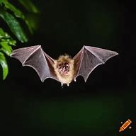 Image result for Upside Down Bat with Wings Spread