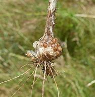 Image result for Allium scorodoprasum Art