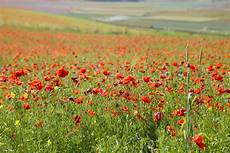 web castelluccio di norcia castelluccio di norcia lo spettacolo della fioritura web castelluccio di norcia castelluccio di norcia lo spettacolo della fioritura