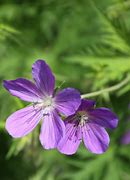 Image result for Geranium Spinners