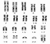 Image result for Homologous vs Heterologous Chromosomes