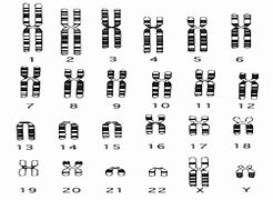 Image result for Chromosome Territories