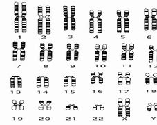 Image result for Human Chromosome 1