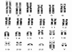 Image result for chromosom_11