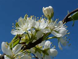 Bildergebnis für Prunus domestica Early Laxton