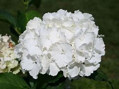 Image result for Hydrangea macrophylla Nymphe