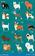 Image result for Cutest Dog Breeds in the World