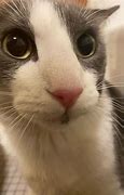 Image result for Kitty Stank Face