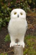 Image result for Needle Felt Snowy Owl