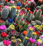 Image result for Amazing Cactus
