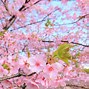 Image result for Spring Flowers and Trees