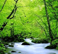 Image result for Luxury Wallpaper Green Phone