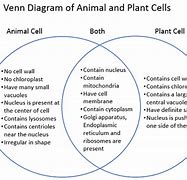 Image result for Difference Between Plant and Animal Cells Venn Diagram