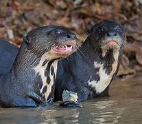 Image result for Brazilian Otter