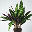 Image result for calathea