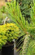 Pinus strobus Connecticut Slate 的图像结果