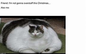 Image result for Lazy Fat Cat Meme