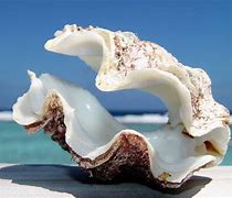 Image result for Large Sea Shells