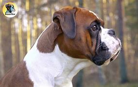 Image result for Boxer Face