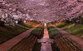 Image result for Windows Spotlight Yokohama Cherry Blossom