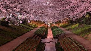Image result for Cherry Blossom Yokohama
