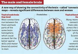 Image result for Gender Brain Differences