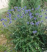 Image result for Echinops ritro