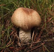 Image result for agaric�c3o