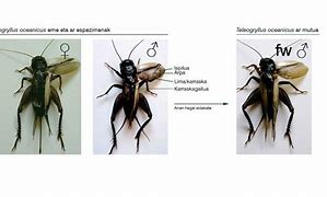 Image result for Teleogryllus Oceanicus