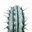 Image result for Cactus Painting with Plain Background