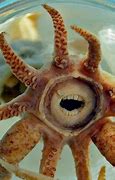 Image result for Weird Mollusks