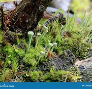Image result for Wetland Moss