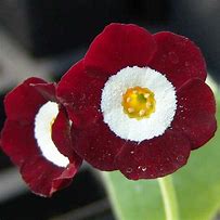 Bildergebnis für Primula auricula Dakota