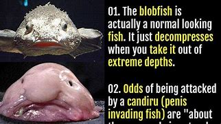 Image result for BlobFish in the Water
