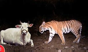 Image result for Tiger Kill Cow