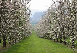 Image result for Apple Blossom Orchard