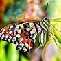 Image result for Summer Flowers Butterflies Wallpaper
