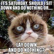 Image result for Saturday Cat Meme