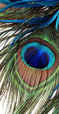 Image result for Phone Backgrounds Feather