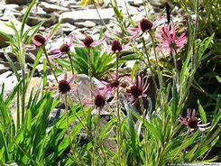 Image result for Echinacea tennesseensis (Rocky Top Hybrids)