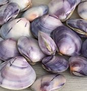 Image result for Polished Clam Shell