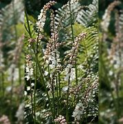 Зображення, знайдене за запитом "Actaea japonica Cheju-do"