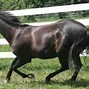 Image result for Female Horse Race