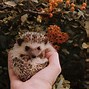 Image result for All About Hedgehogs