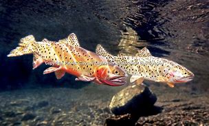 Image result for Greenback Cutthroat Trout