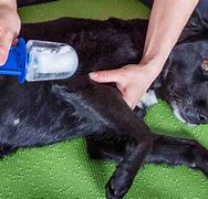 Image result for Dog Wart Removal