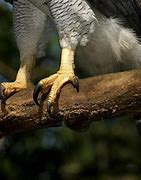 Image result for Harpy Eagle Talon Size