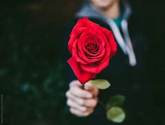 Image result for Rose Being Held
